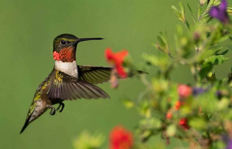 Hummingbirds Arrive at Mercer Botanic Gardens