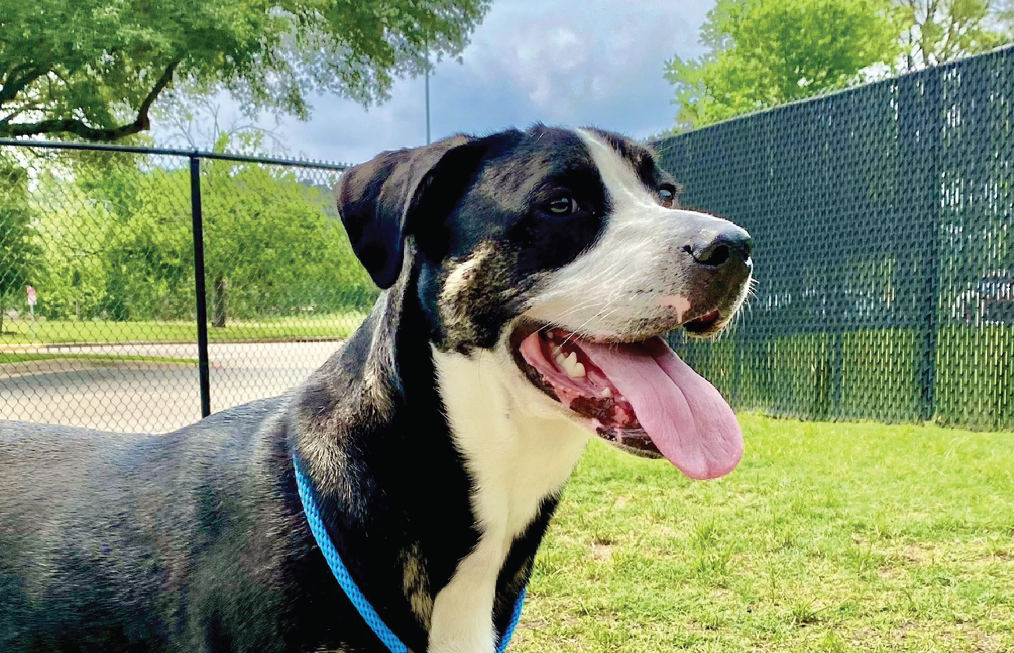Houston SPCA Pet of the Week: Austin