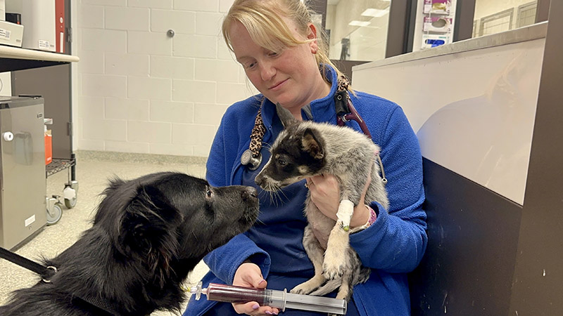 Rescued Dog at Houston SPCA Gives Lifesaving Gift to Very Sick PuppyÂ 