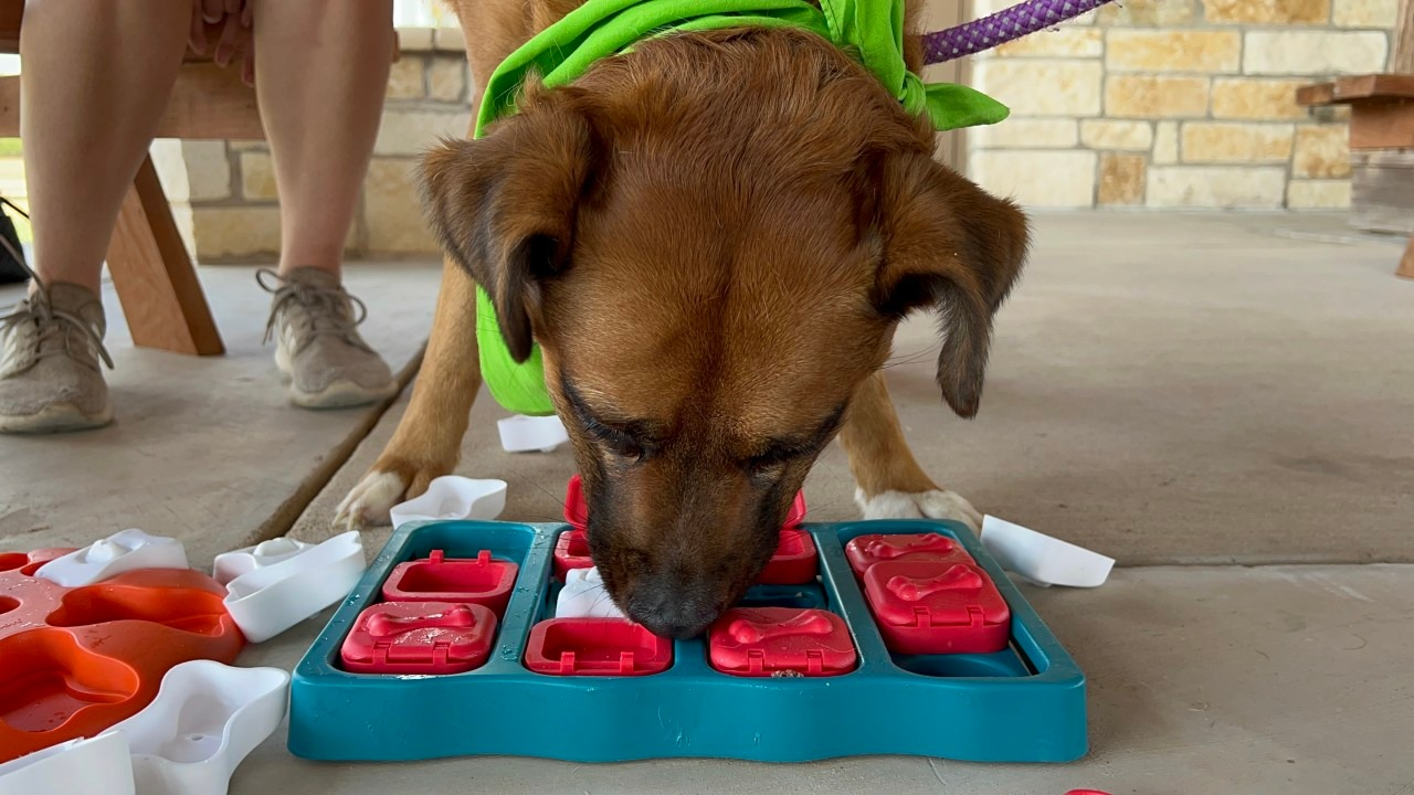 Houston Humane Society Shares Back-to-School Pet Tips to Help Ease Anxiety in Cats and Dogs