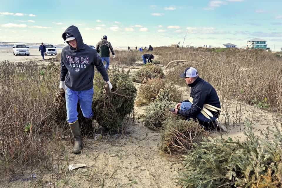 Parks Department Seeks Tree Donations and Volunteers for Dunes Day Event