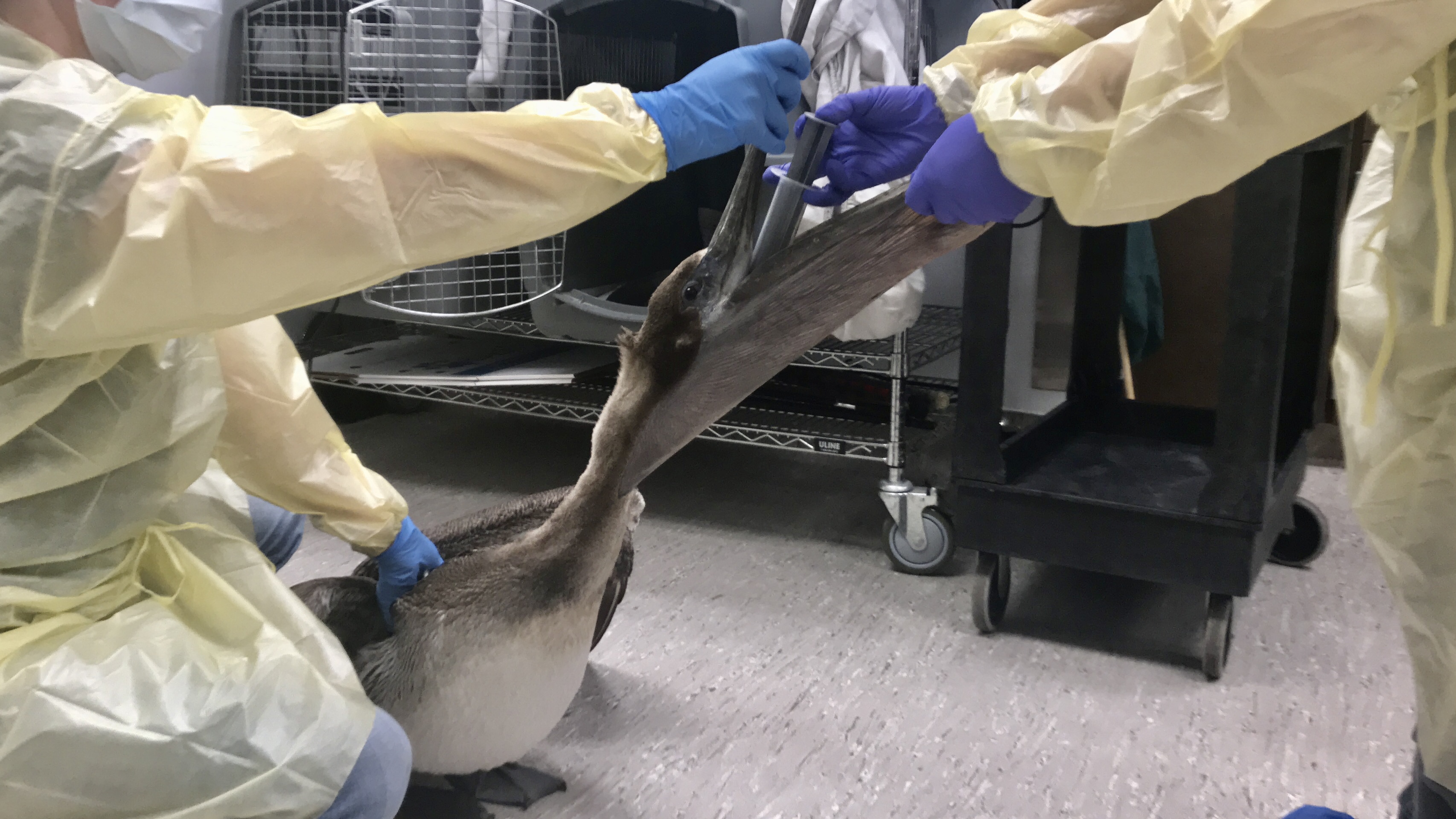 Emaciated Pelicans Getting Medical Care at Houston SPCA’s Wildlife Center 