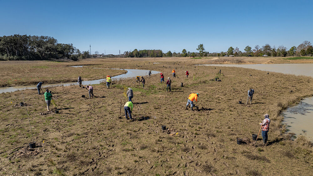 Record-Breaking Tree Planting Project Underway at Zube Park in Cypress