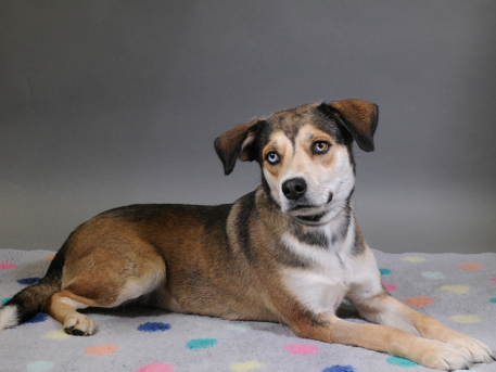 Meet Babe: A Loving Shepherd at Houston SPCA Looking for Her Forever Home