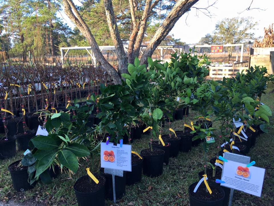 Locations Announced for HCMG Spring Plant Sales