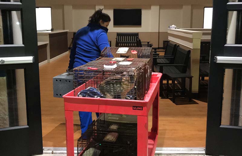 27 Feline Storm Victims from Pasadena Animal Shelter Safely Arrive at Houston SPCA
