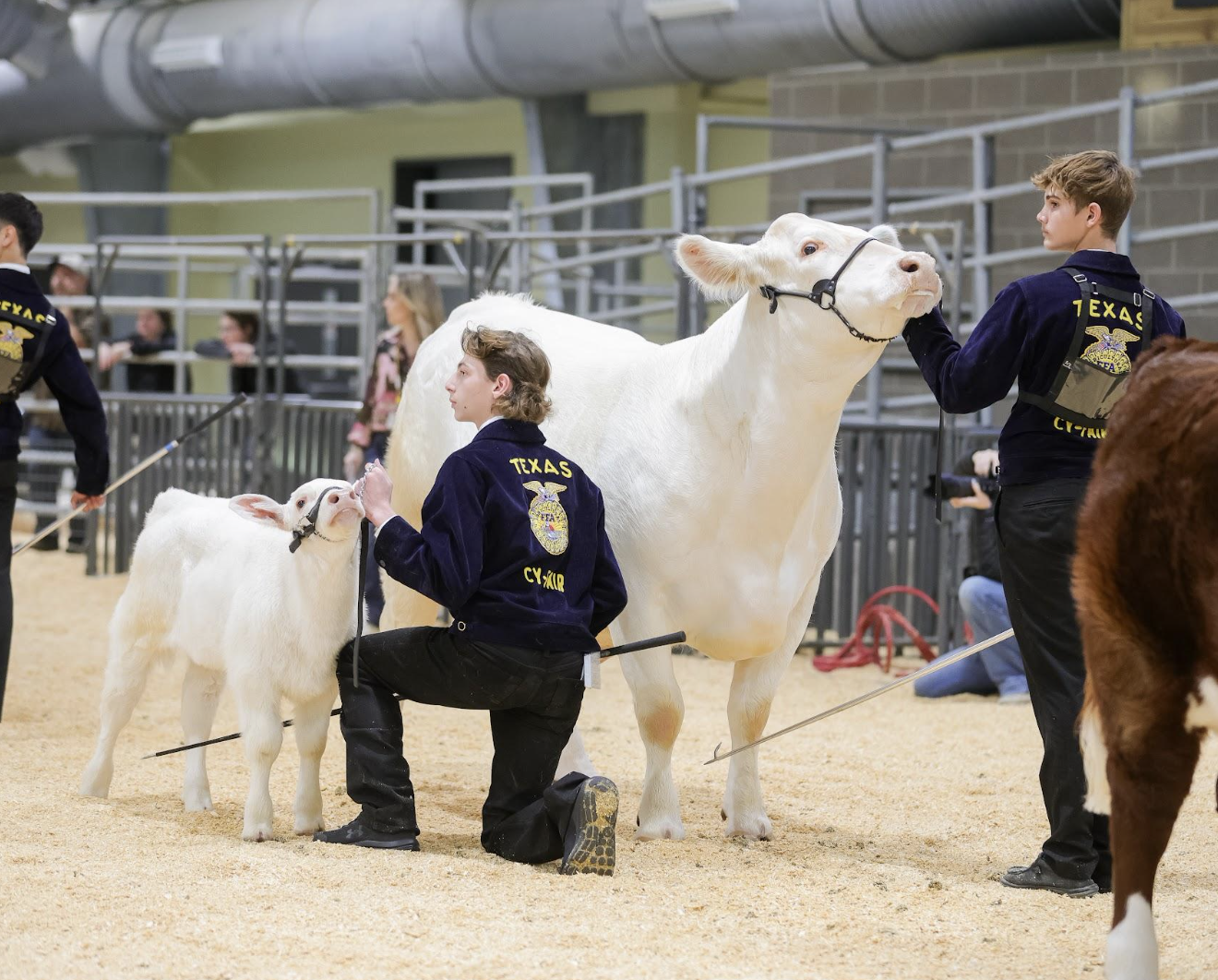 Support Local FFA Students at Cy-Fair ISD's 31st Annual Livestock Show & Sale Launching January 30