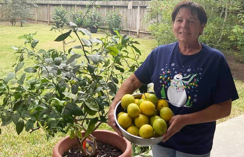 Grow Citrus Anywhere: How to Protect Your Trees and Enjoy Fresh Fruit with Container Gardening