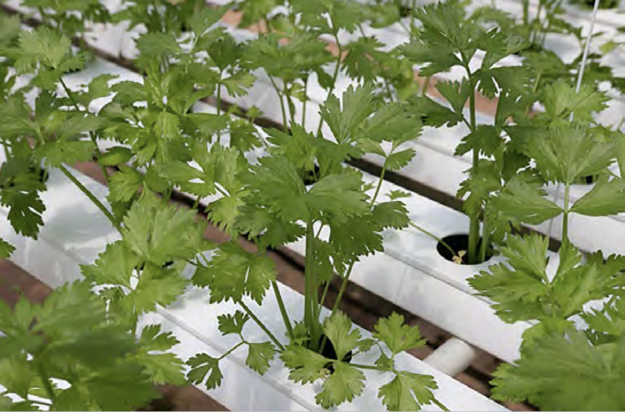 Harris County Master Gardener Shares Tips for Growing Cilantro at Home