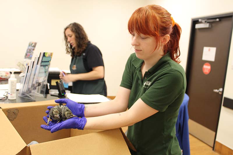 Houston SPCA's Wildlife Center Sees Influx of Injured or Orphaned after Hurricane Beryl 