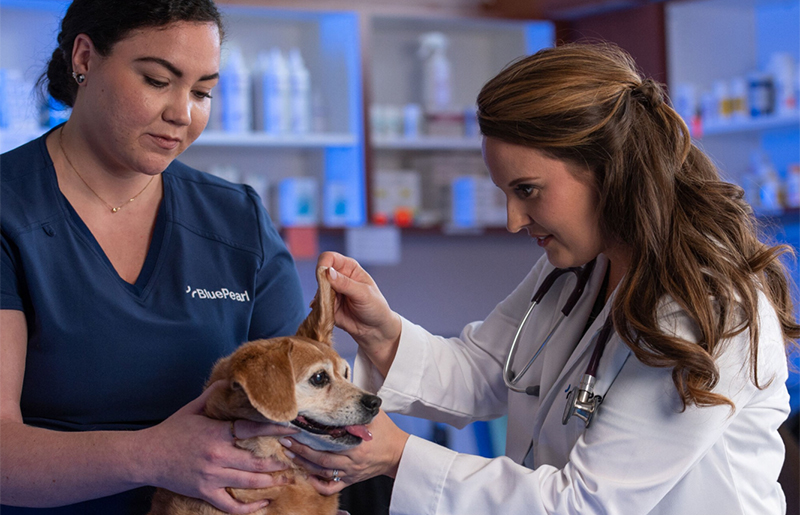 BluePearl Pet Hospital to Break Ground on New $5M 24/7 Emergency Veterinary Facility in Katy