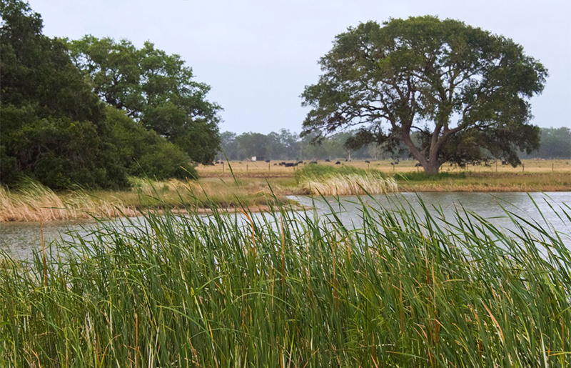 Coastal Prairie Conservancy Secures Key Conservation Easement to Protect the Katy Prairie