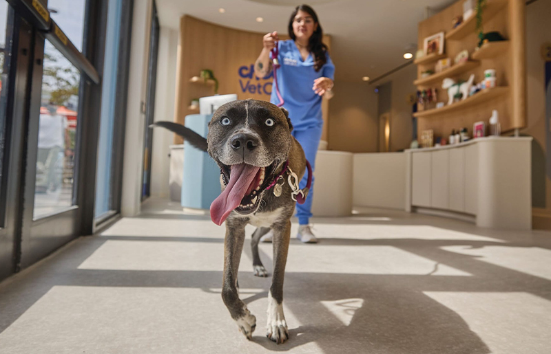 Chewy to Open New Vet Care Facility at LaCenterra in Katy