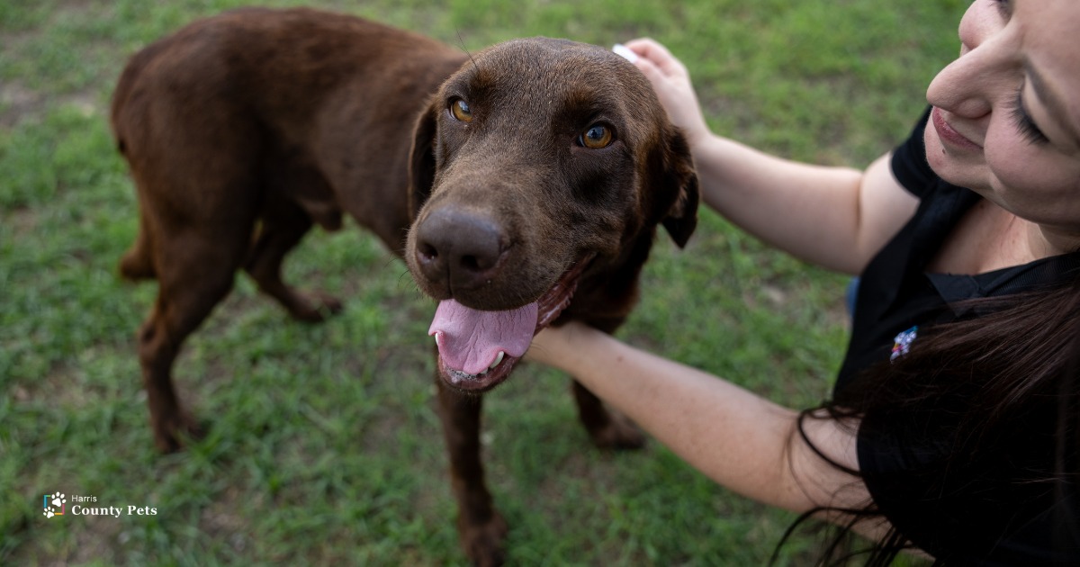 Harris County Pets Joins Nationwide 'Empty the Shelters' Event with Reduced Adoption Fees July 5–19