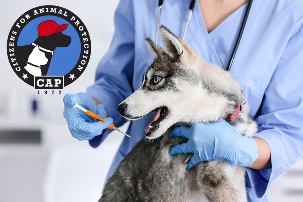 Free Pet Microchipping Event at CAP Offers Peace of Mind for West Memorial Residents Ahead of July 4th