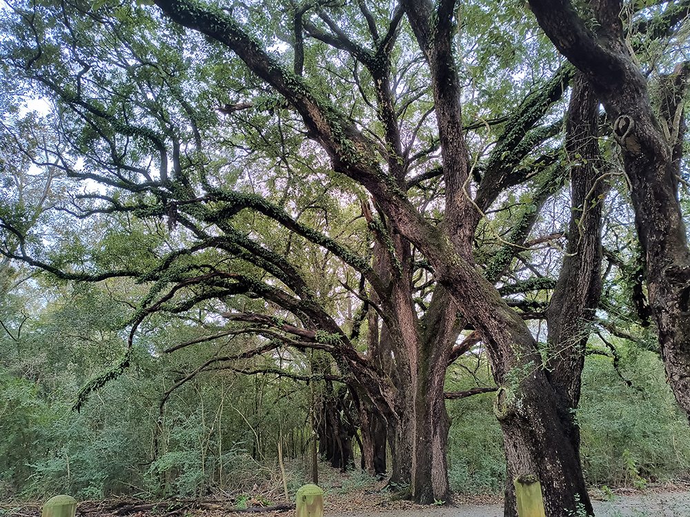 'Trees for Katy' Fosters Grassroots Tree-Planting Movement to Cool and Connect a Growing Community