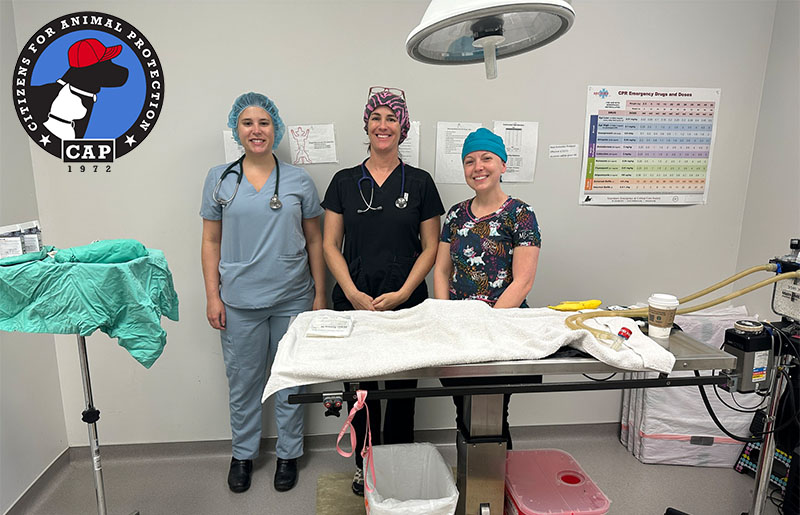 Citizens for Animal Protection Performs 105 Surgeries on Feral Cats