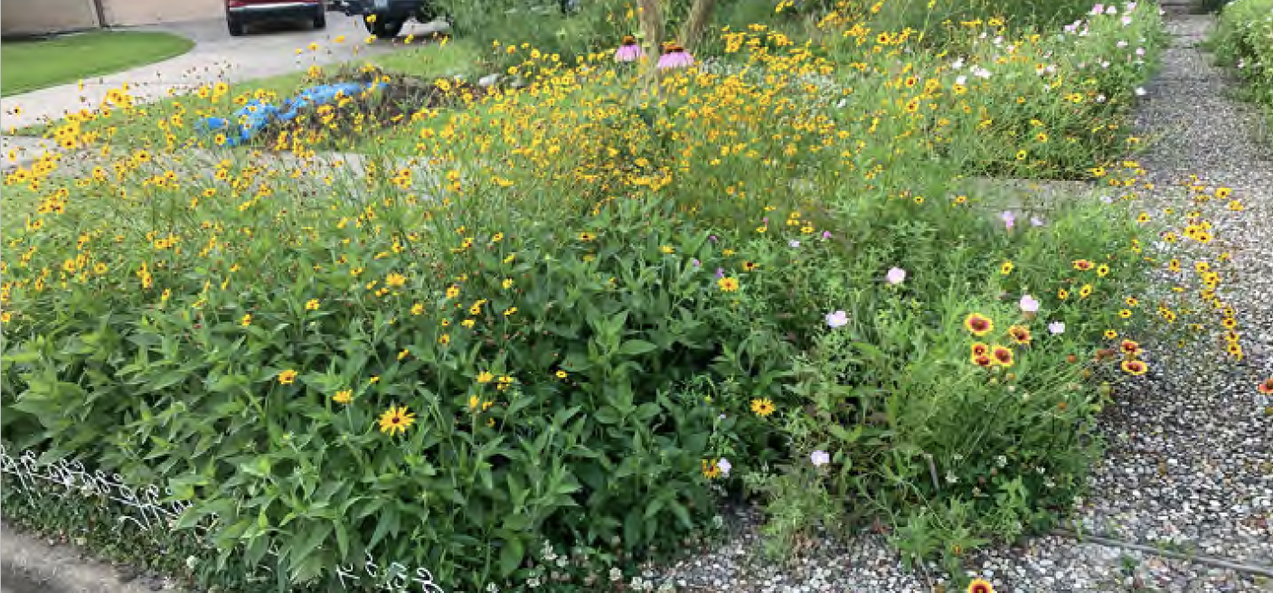 Harris County Master Gardener Shares Benefits of Growing Native Plants