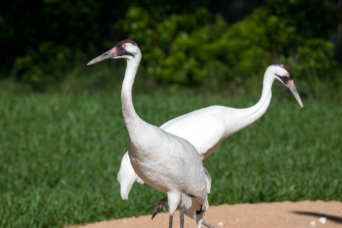 Houston Zoo Observes National Whooping Crane Day