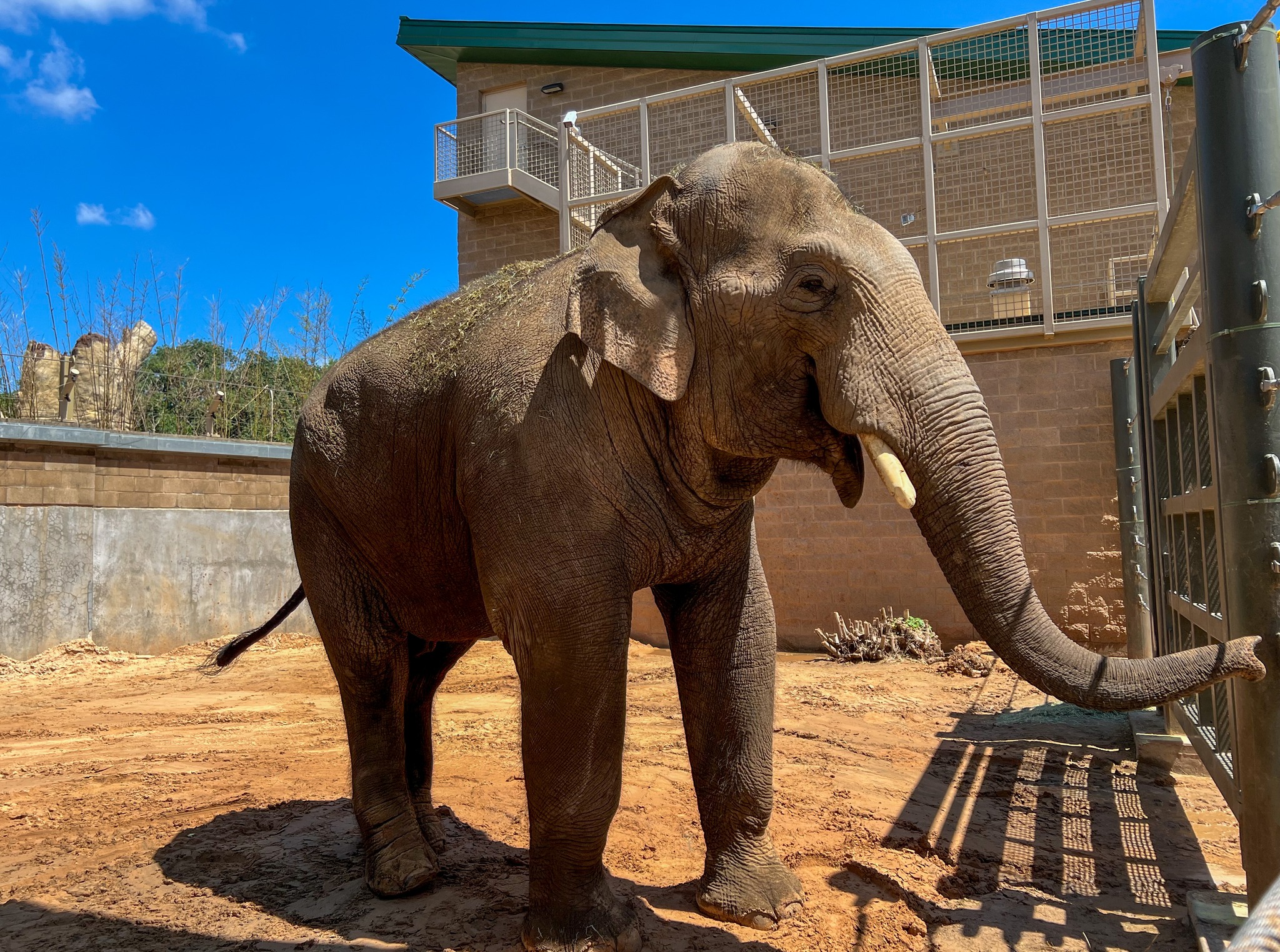 Houston Zoo Welcomes New Asian Elephant from Denver Zoo
