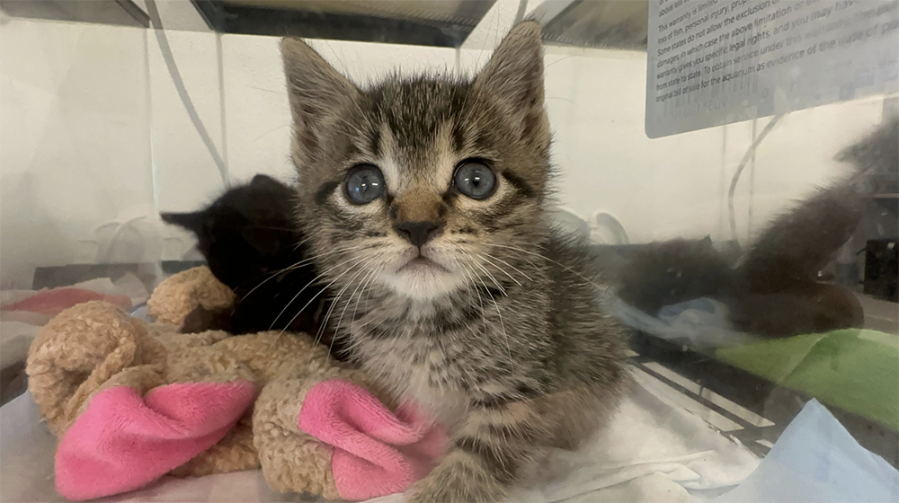 Houston SPCA Urgently Seeks Foster Families for Over 100 Young Animals as Kitten Season Peaks
