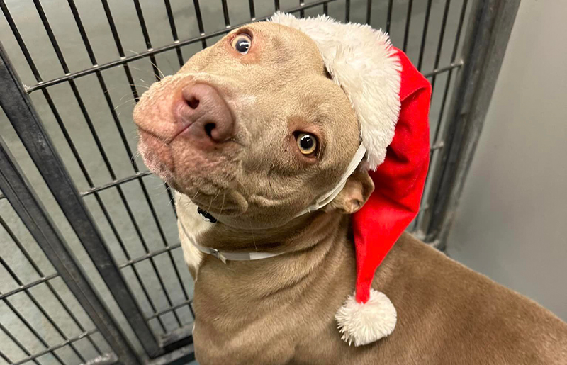 BARC Launches 'Home for the Holidays' with Empty the Shelters Campaign, Offers Full Month of Events