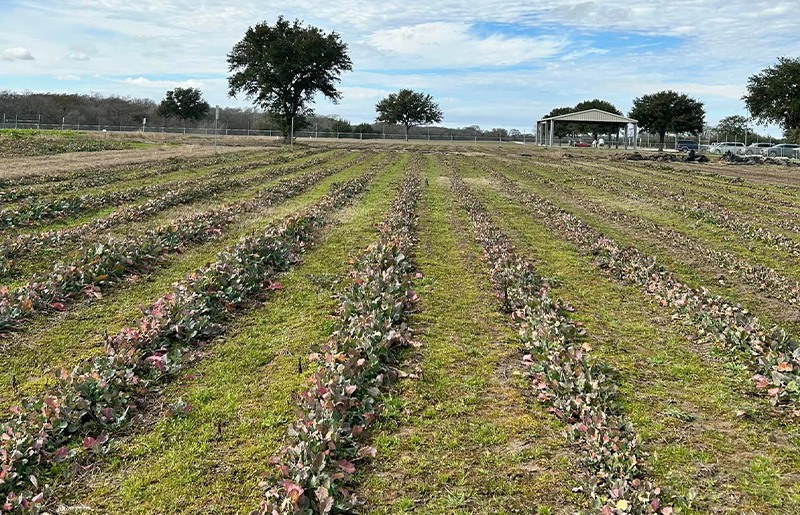 Fort Bend County Launches U-Pick Program to Support Community and Combat Food Insecurity