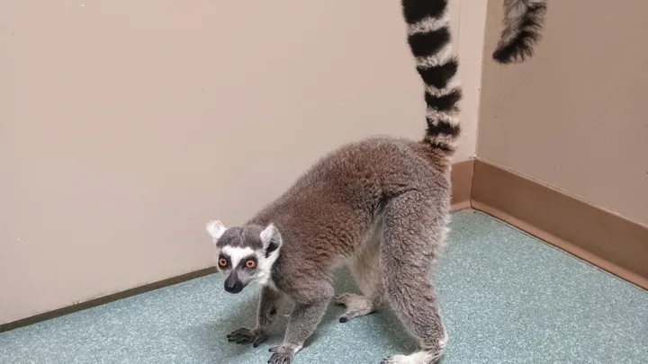 Rescued Ring-Tailed Lemur Finds Hope After Being Abandoned in Bear Creek Park