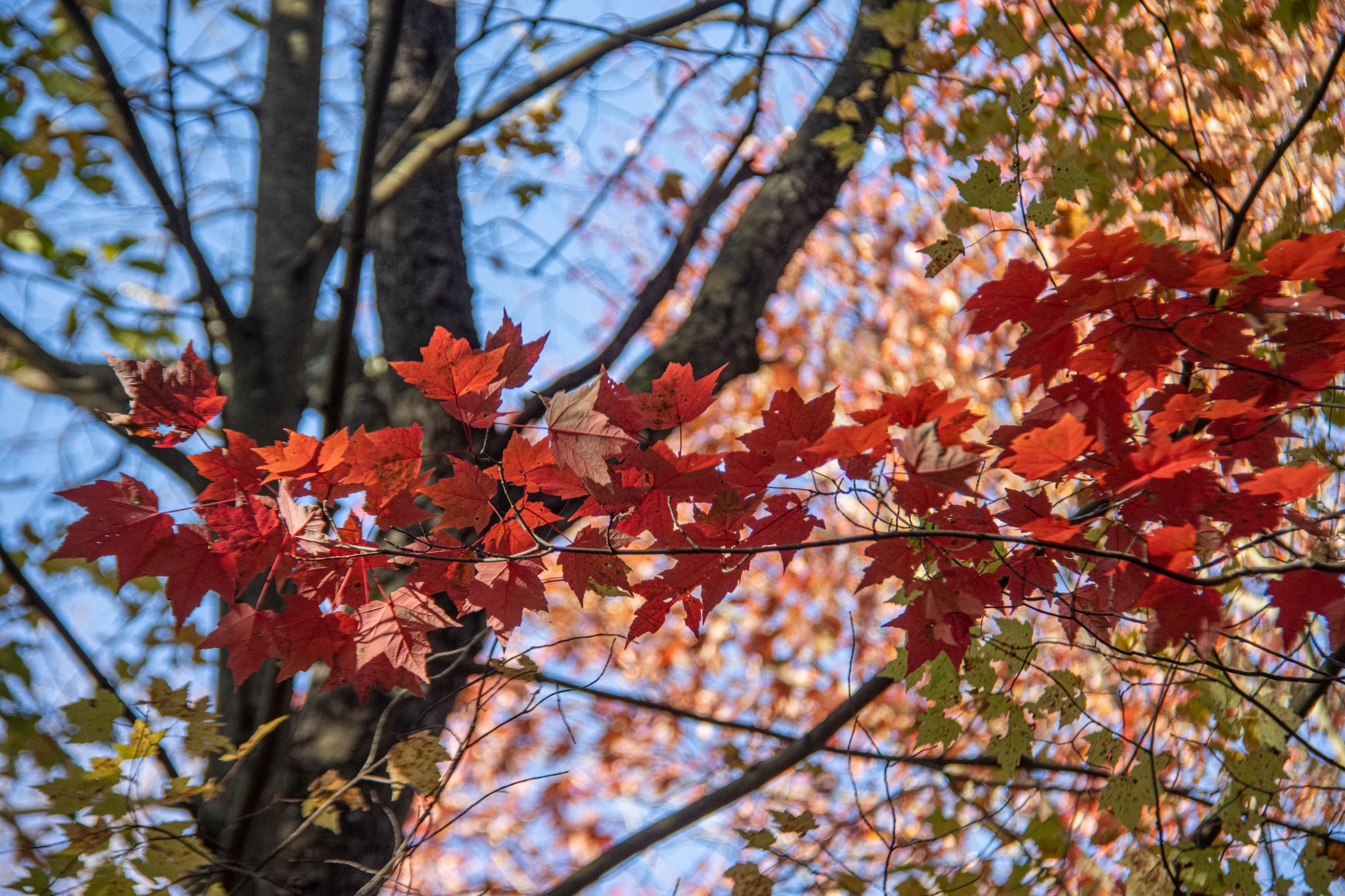 Fall into Gardening: Use Fallen Leaves to Boost Your Garden's Health