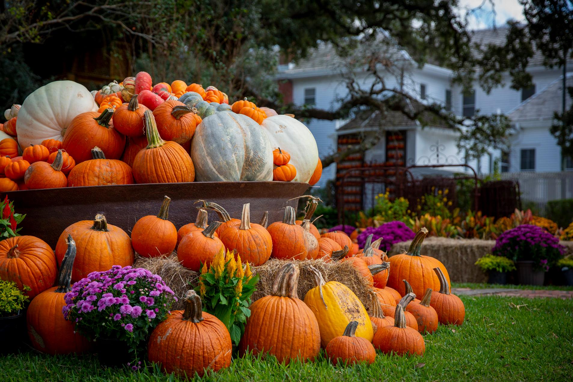 Picturesque Pumpkin Display Returning to George Ranch Historical Park in Richmond
