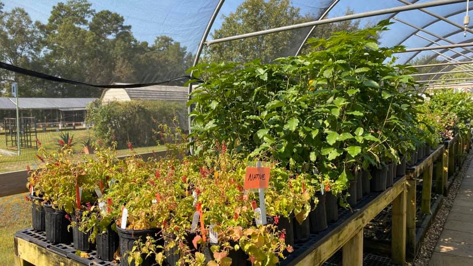 Montgomery County Master Gardeners to Host Fall Plant Sale