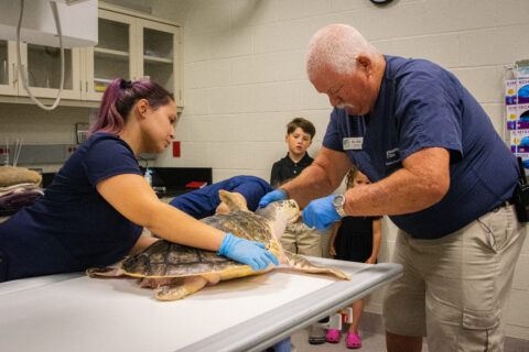 Kemp's Ridley Sea Turtle Tally Receives Clean Bill of Health From Houston Zoo Experts