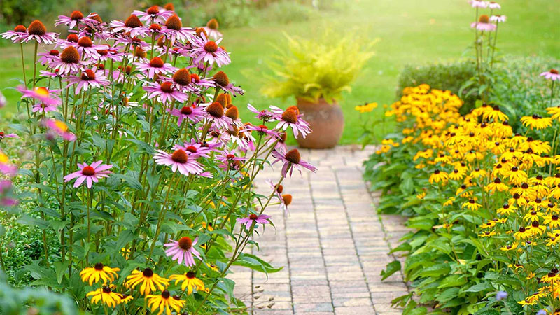 How to Plant a Native Pocket Prairie in Your Backyard