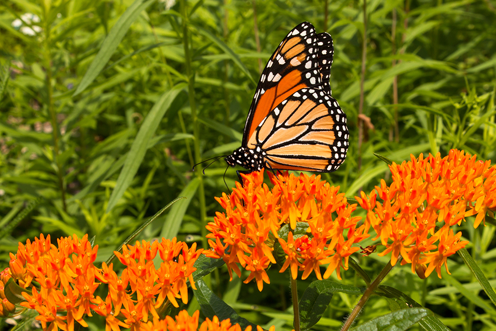 Monarch Butterflies Are Coming to Cypress Point: How You Can Support Their Journey Through Houston