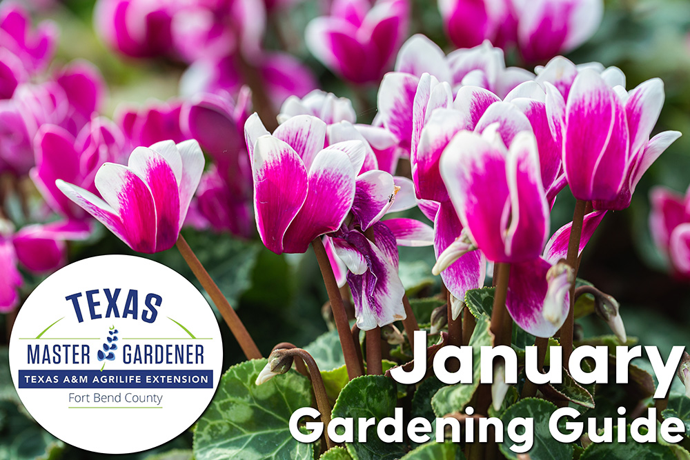 January Gardening Tips for Fort Bend County Residents: Preparing for Winter Weather and Spring