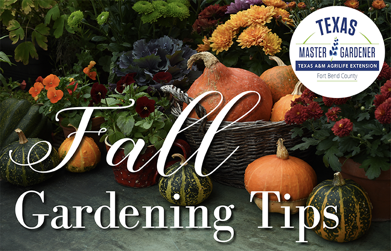 Fort Bend County Master Gardeners Shares Essential Gardening Tips for November