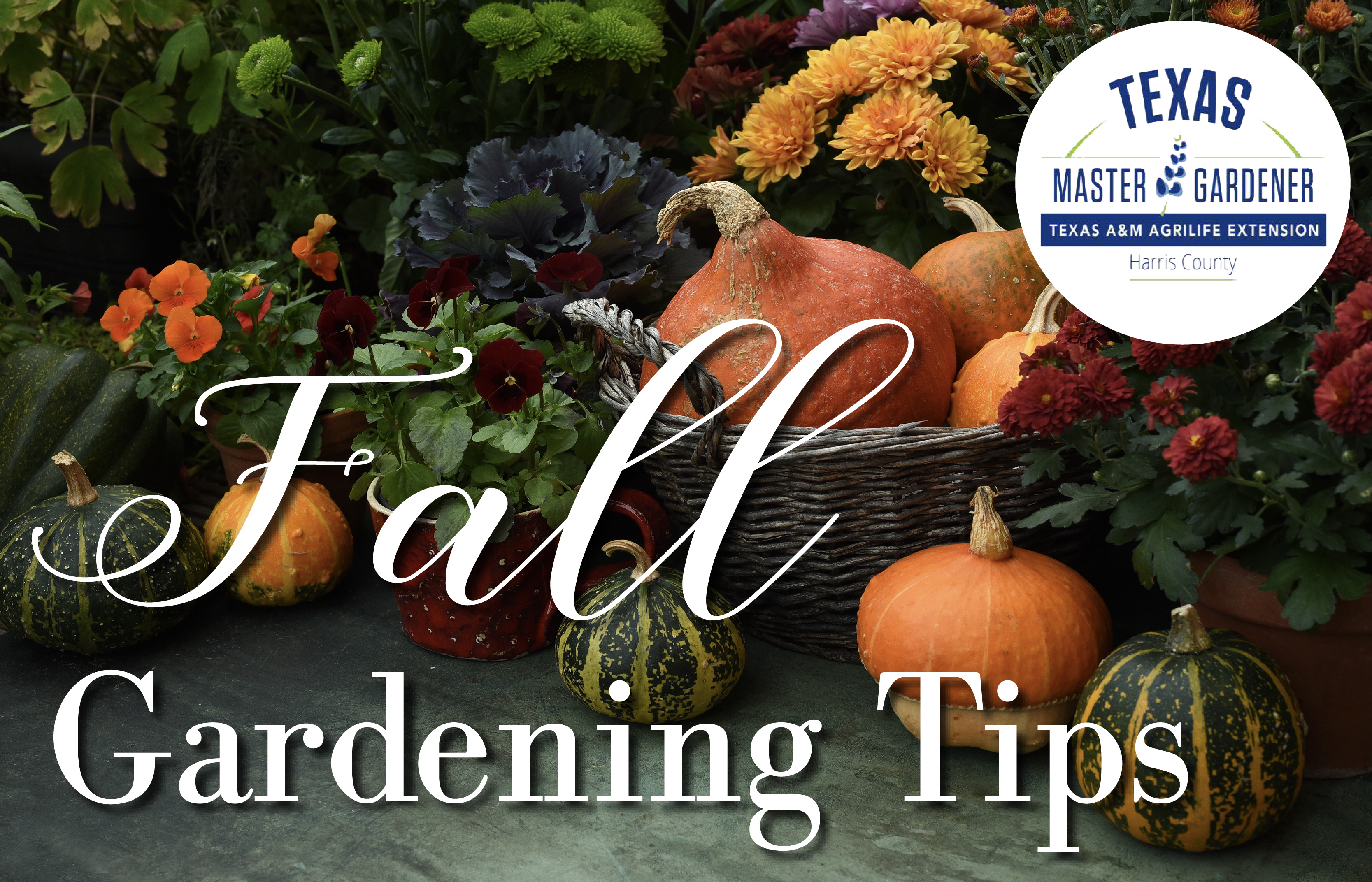 Harris County Master Gardeners Share Fall Gardening Tips for November and December