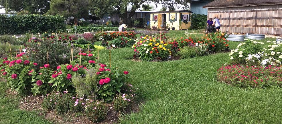 Harris County Master Gardeners Upcoming Events