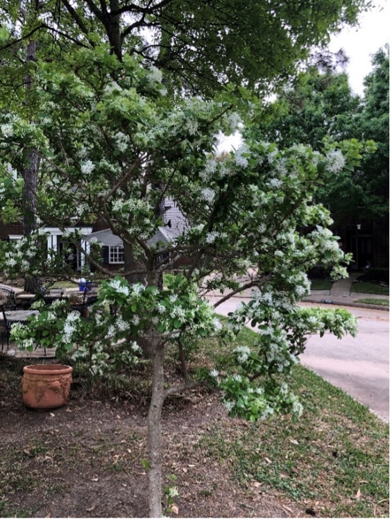 Fringe Tree