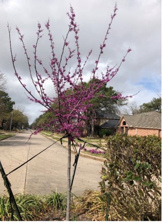 Redbud Tree