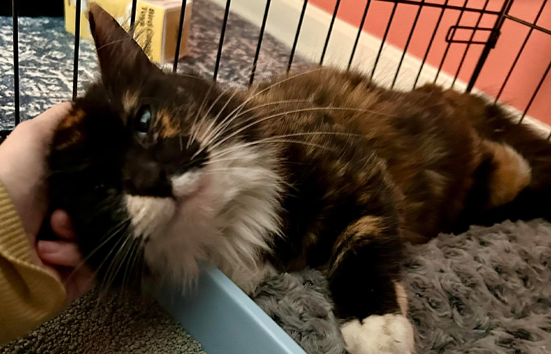 Hearthstone Cat Missing Three Months Finally Home Safe