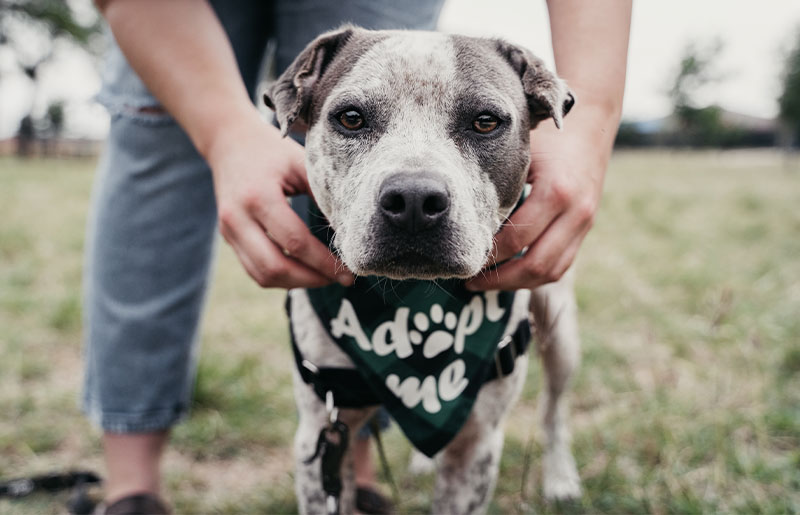 New Bexar County Animal Care Facility Breaks Ground, Bringing 132 Kennels to Southwest Side